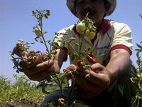 Petani Sayur di Surabaya Gagal Panen