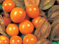 Inca Berry si Kuning Emas Kaya Nutrisi