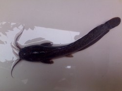 Lembaran Unik Jawa Tengah