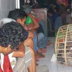 Judi di Makam, 31 Orang & 400 Burung Merpati Diamankan