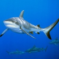 Hati Hiu Jadi Antibiotik Terbaru