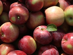 Sebutir Apel Bisa Kurangi Resiko Stroke