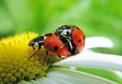 Darah Kepik Bisa Jadi Obat TBC dan Malaria