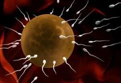 Jenis Sex Toy yang Bisa Membunuh Sperma