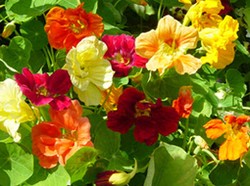 Nasturtium, si Cantik yang Lezat