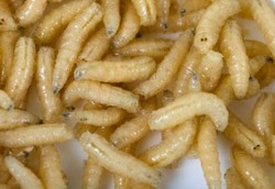 Terapi Belatung Sembuhkan Luka Akibat Diabetes