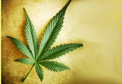 Skizofrenia Mengincar Para Perokok Ganja