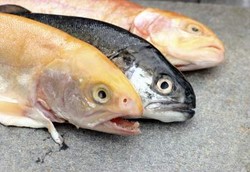 Makan Ikan 3 Kali Seminggu Bisa Kurangi Risiko Stroke