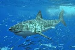 Seram! Kaki Perenang Dimakan Hiu di Pantai Afsel