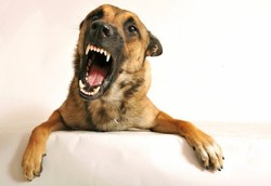 1,4 Miliar Orang di Asia Tenggara dan Selatan Berisiko Rabies