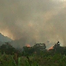 Gunung Ciremai Dilalap Kebakaran Hutan