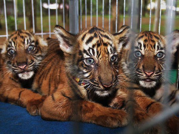 Pemberian Nama 3 Bayi Harimau Sumatera