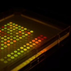 Bakteri Menyala Bisa Antarkan Pesan Rahasia