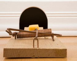 Tips Usir Gangguan Tikus dari Rumah