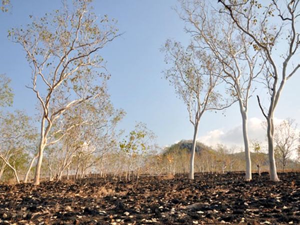 Kekeringan di Nusa Tenggara Timur