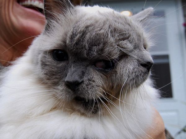 Frank and Louie Kucing Bermuka Dua