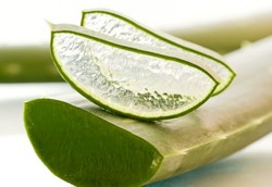 Redakan Wasir dengan Lidah Buaya