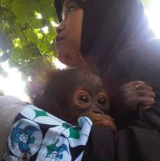 Dianggap Hama Kelapa Sawit, Orangutan Kalimantan Dibantai