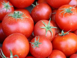 Makanlah Tomat Agar Rambut Indah dan Kuat!