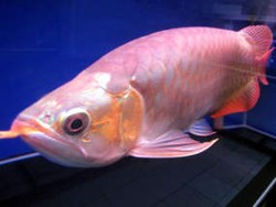 Malaysia akan Patenkan Arowana?