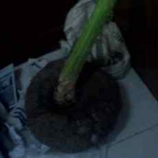 Umbi Porang Seberat 21 Kg Sabet Rekor MURI