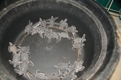 Bertemu Bayi dan Ibu Penyu di Pantai Pangumbahan