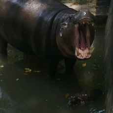 Koleksi Kudanil KBS Bertambah Satu Ekor