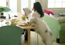 Makanan Manusia yang Berbahaya Diberikan ke Hewan Peliharaan