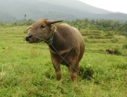 Pergi Tamasya ke Bandung (Test)