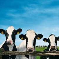 Orang Belanda Makan 490 Ayam, 27 Babi, 3 Sapi, 2,5 Kambing