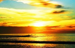 Krui Yang Tak Berduri