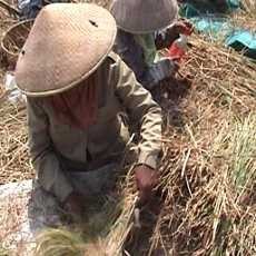 Pemerintah Siapkan Proyek Padi Lahan Rawa di Kalimantan