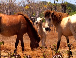 Texas vs Sumba, berteriaklah..yeeeha!
