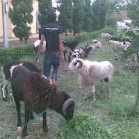 Distan Bandung Sediakan 30 Ribu Label Sehat Hewan Kurban