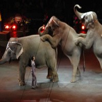 Bocah 11 Tahun Tewas Diinjak-injak Gajah Sirkus di Vietnam