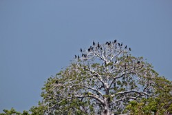 Memantau Burung Dari Pulau Rambut