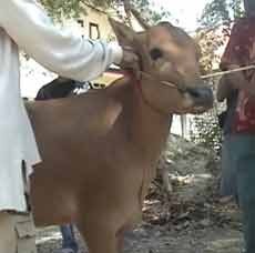 Aneh, Sapi di Madura Tak Miliki Alat Kelamin