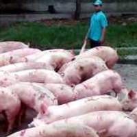 Bos Wal-Mart China Mundur Karena Skandal Babi Organik