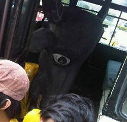 Demo Anti SBY, Polisi Rampas Kepala Kerbau yang Dibawa Mahasiswa