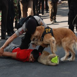 Polrestabes Surabaya Satu-satunya Polres Pemilik Unit K-9