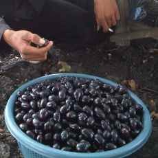 Buah Juwet Membawa Berkah Petani di Musim Kemarau