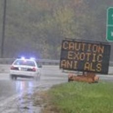 Berkeliaran Bebas, Puluhan Hewan Langka Terpaksa Ditembak Mati