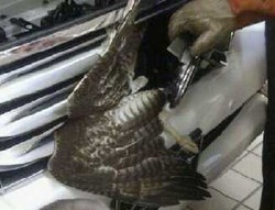 Seekor Elang Nyangkut di Grille Mobil