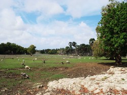 Day 2: Kupang, Rote dan Nemberala