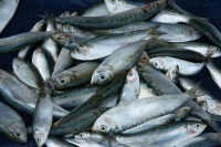 Bahan Baku Sulit, Ribuan Industri Kecil Ikan Pindang Kolaps