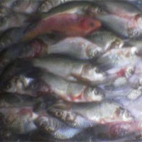 Cicip Sutardjo Mimpi Industri Perikanan Maju di 2014