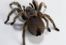 Bisa Tarantula Dikembangkan untuk Mendeteksi Kanker