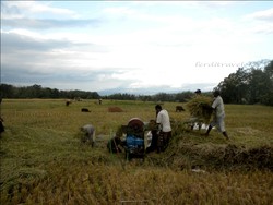 Extraordinary Flores (Part 3)