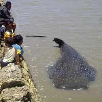 Hiu Tutul Kembali Terperangkap Jaring Nelayan, Dijual Rp 2 Juta