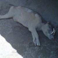 Koleksi KBS Berkurang Lagi, Seekor Babi Rusa Mati